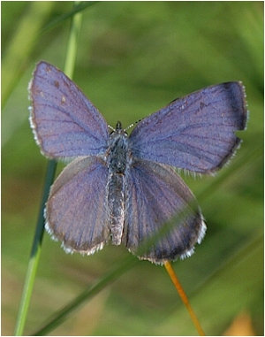 motýl 1